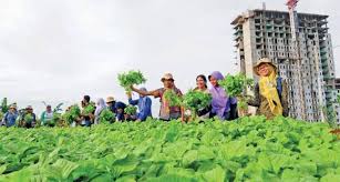Fenomena Urban Gardening di Kalangan Anak Muda Perkotaan Indonesia: Gaya Hidup Hijau di Tengah Beton